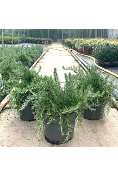 Розмарин Корсікан Блю в контейнері